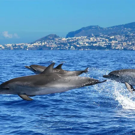Villa Casa Amarela Funchal (Madeira)