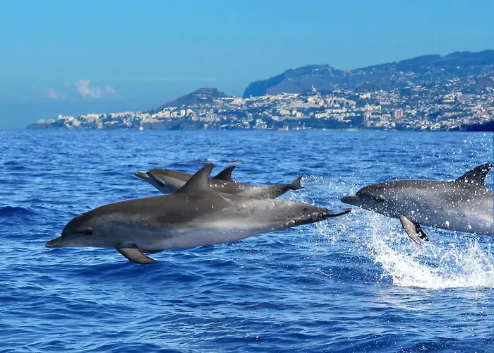 Villa Casa Amarela Funchal (Madeira)